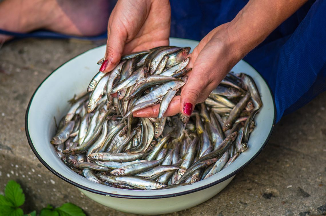 Sprat cult. Maria Kalenska blog about odessa